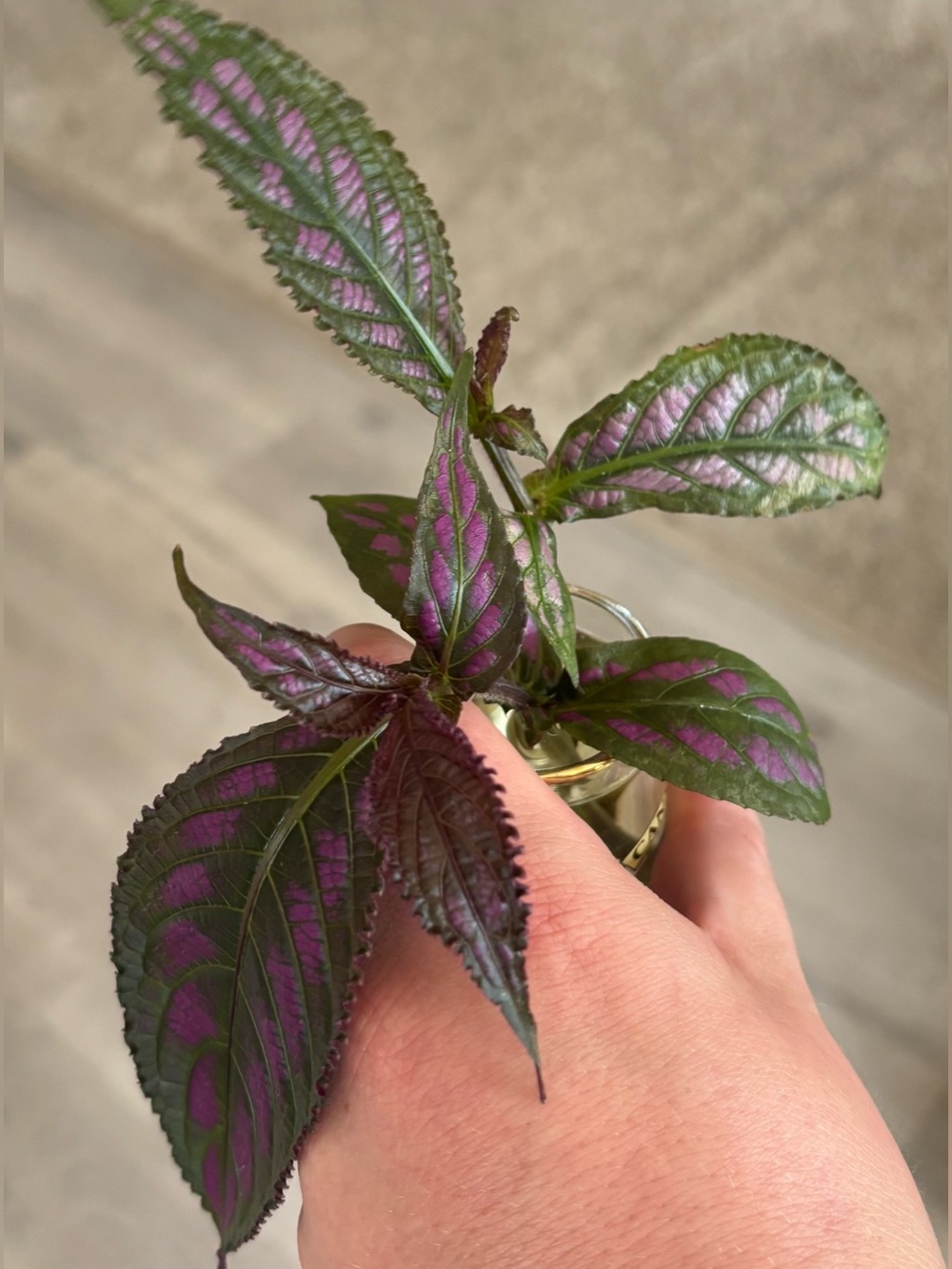 Persian Shield (Strobilanthes auriculata) Plant Cuttings (Set of 2)